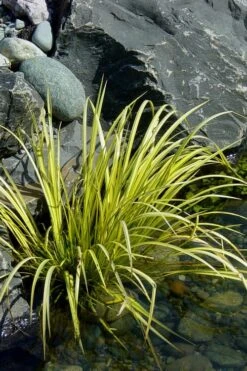 Golden Sweet Flag - Acorus Gramineus 'Ogon' - 18 Count Flat Of Pint Pots -Outlet Drip Mingle Store Acorus Ogon 105 4