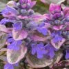 Burgundy Glow Ajuga (Bugleweed) - 6-Pack Of Pint Pots -Outlet Drip Mingle Store Ajuga Burgundy Glow 100 1