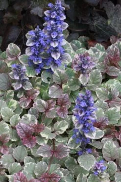 Burgundy Glow Ajuga (Bugleweed) - 6-Pack Of Pint Pots -Outlet Drip Mingle Store Ajuga Burgundy Glow 500x750 2