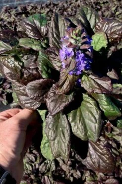 Catlins Giant Ajuga - Bugleweed - 5 Pack Of Pint Pots -Outlet Drip Mingle Store Ajuga Catlins Giant 10 2