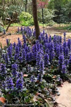 Catlins Giant Ajuga - Bugleweed - 5 Pack Of Pint Pots -Outlet Drip Mingle Store Ajuga Catlins Giant 20 2