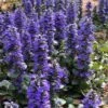 Catlins Giant Ajuga - Bugleweed - 5 Pack Of Quart Pots -Outlet Drip Mingle Store Ajuga Catlins Giant 21