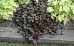 Mahogany Ajuga (Bugleweed) - 5 Pack Of Quart Pots -Outlet Drip Mingle Store Ajuga Mahogany Landscape