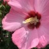 Aphrodite Rose Of Sharon (Althea / Hibiscus) - 3 Gallon Pot