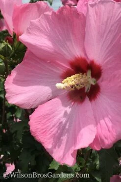 Aphrodite Rose Of Sharon (Single Trunk Tree) - 5 Gallon Pot -Outlet Drip Mingle Store Althea Aphrodite Rose Of Sharon Hibiscus 2 500x750 2