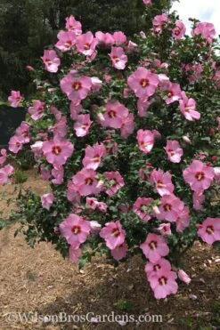 Aphrodite Rose Of Sharon (Althea / Hibiscus) - 3 Gallon Pot -Outlet Drip Mingle Store Althea Aphrodite Rose Of Sharon Hibiscus 3 500x750 1