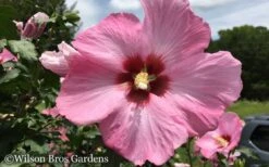 Aphrodite Rose Of Sharon (Althea / Hibiscus) - 3 Gallon Pot -Outlet Drip Mingle Store Althea Aphrodite Rose of Sharon Hibiscus 50