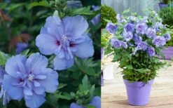 Blue Chiffon Rose Of Sharon - 2 Gallon Pot -Outlet Drip Mingle Store Althea Blue Chiffon 1