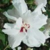 Morning Star Rose Of Sharon (Althea) - Hibiscus Syriacus - 3 Gallon Pot -Outlet Drip Mingle Store Althea Morning Star Rose of Sharon 500x750 1