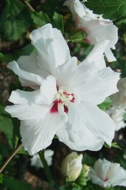 Morning Star Rose Of Sharon (Single Trunk Tree) - 7 Gallon Pot (3-4') -Outlet Drip Mingle Store Althea Morning Star Rose of Sharon 500x750 2
