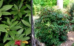 Florida Anise - Illicium Floridanum - 1 Gallon Pot 13 Florida Anise - Illicium Floridanum - 1 Gallon Pot -Outlet Drip Mingle Store Anise Florida