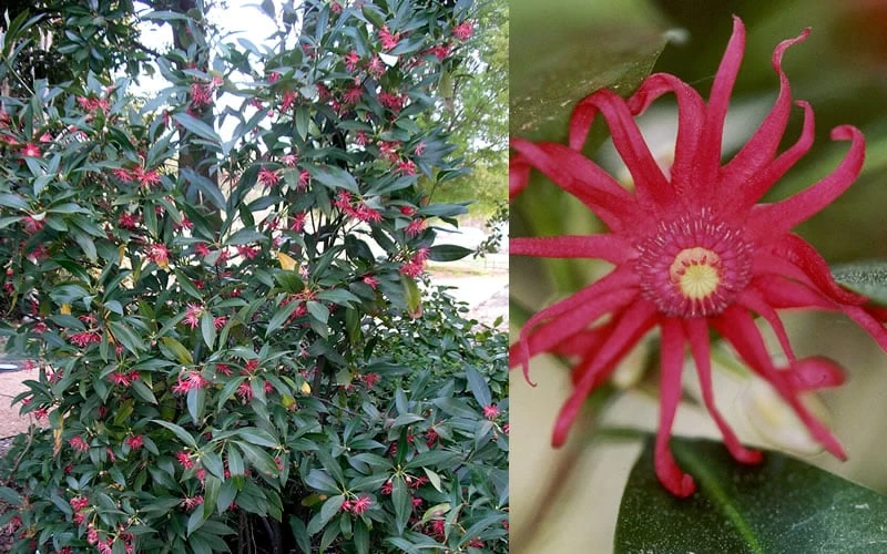 Florida Anise - Illicium Floridanum - 1 Gallon Pot 8 Florida Anise - Illicium Floridanum - 1 Gallon Pot - Image 6