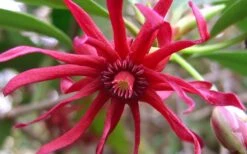 Florida Anise - Illicium Floridanum - 1 Gallon Pot 15 Florida Anise - Illicium Floridanum - 1 Gallon Pot -Outlet Drip Mingle Store Anise Florida Flower 50