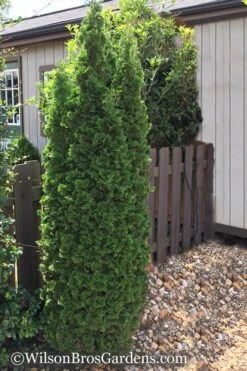 Degroots Spire Arborvitae - 3 Gallon Pot -Outlet Drip Mingle Store Arborvitae Degroots Spire 1 500x750 1