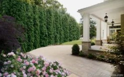 Degroots Spire Arborvitae - 3 Gallon Pot -Outlet Drip Mingle Store Arborvitae Degroots Spire 33