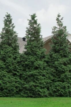 Green Giant Arborvitae - 7 Gallon Pot (3-4') -Outlet Drip Mingle Store Arborvitae Green Giant 500x750 1