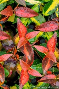 Summer Sunset Asiatic Jasmine - 1 Gallon Pot -Outlet Drip Mingle Store Asian jasmine Summer Sunset 1