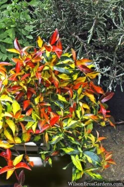 Summer Sunset Asiatic Jasmine - 1 Gallon Pot -Outlet Drip Mingle Store Asian jasmine Summer Sunset 6