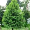 Bald Cypress Tree (Taxodium Distichum) - 3 Pack Of 1.5 Quart Pots -Outlet Drip Mingle Store Bald Cypress 1