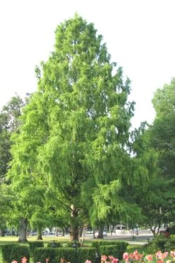 Bald Cypress Tree (Taxodium Distichum) - 3 Pack Of 1.5 Quart Pots -Outlet Drip Mingle Store Bald Cypress 3
