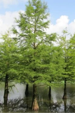 Bald Cypress Tree (Taxodium Distichum) - 3 Pack Of 1.5 Quart Pots -Outlet Drip Mingle Store Bald Cypress 5