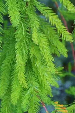 Bald Cypress Tree (Taxodium Distichum) - 3 Pack Of 1.5 Quart Pots -Outlet Drip Mingle Store Bald Cypress 9