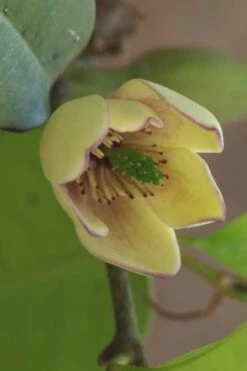 Everblooming Banana Shrub - Michelia Figo 'Hagiwara' - 3 Gallon Pot