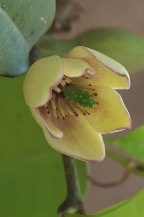 Everblooming Banana Shrub - Michelia Figo 'Hagiwara' - 1 Gallon Pot 3 Everblooming Banana Shrub - Michelia Figo 'Hagiwara' - 1 Gallon Pot