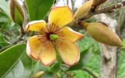 Banana Shrub - 3 Gallon Pot 12 Banana Shrub - 3 Gallon Pot -Outlet Drip Mingle Store Banana Shrub Flower Closeup