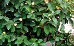 Banana Shrub - 3 Gallon Pot 15 Banana Shrub - 3 Gallon Pot -Outlet Drip Mingle Store Banana Shrub Foliage