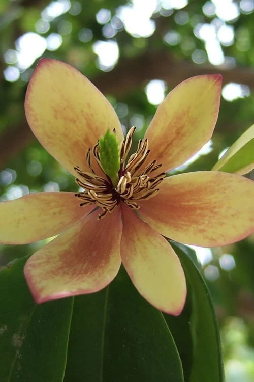 Banana Shrub - 3 Gallon Pot 3 Banana Shrub - 3 Gallon Pot