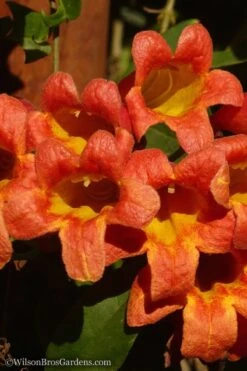 Tangerine Beauty Crossvine Bignonia - 5 Gallon Pot -Outlet Drip Mingle Store Bignonia Tangerine Beauty 20