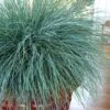 Beyond Blue Festuca (Fescue) - 3 Pack Of Quart Pots