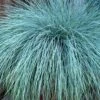 Beyond Blue Festuca (Fescue) - 6 Pack Of 1 Gallon Pots -Outlet Drip Mingle Store Blue Fescue Beyond Blue 21 1
