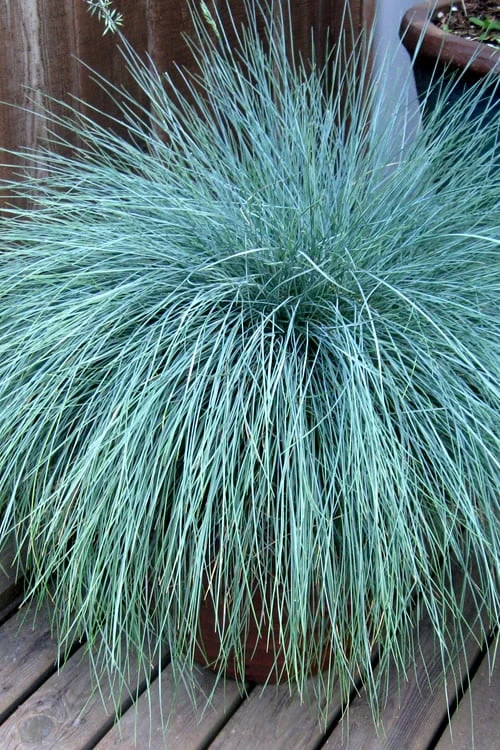 Beyond Blue Festuca (Fescue) - 6 Pack Of 1 Gallon Pots 3 Beyond Blue Festuca (Fescue) - 6 Pack Of 1 Gallon Pots
