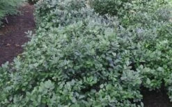 Blue Mist Fothergilla - 3 Gallon Pot 14 Blue Mist Fothergilla - 3 Gallon Pot -Outlet Drip Mingle Store Blue Mist Dwarf Fothergilla 1