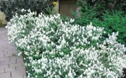 Blue Mist Fothergilla - 3 Gallon Pot 13 Blue Mist Fothergilla - 3 Gallon Pot -Outlet Drip Mingle Store Blue Mist Dwarf Fothergilla 2