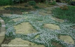 Blue Star Creeper (Laurentia Fluviatilis) - 18 Pack Of Pint Pots -Outlet Drip Mingle Store Blue Star Creeper 20 2