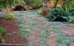 Blue Star Creeper (Laurentia Fluviatilis) - 6 Pack Of Pint Pots -Outlet Drip Mingle Store Blue Star Creeper 21