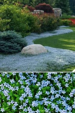 Blue Star Creeper (Laurentia Fluviatilis) - 6 Pack Of Pint Pots -Outlet Drip Mingle Store Blue Star Creeper 24