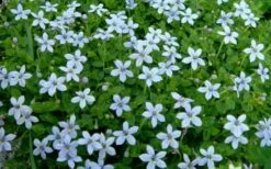 Blue Star Creeper (Laurentia Fluviatilis) - 6 Pack Of Pint Pots -Outlet Drip Mingle Store Blue Star Creeper Laurentia 1