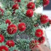 Little John Dwarf Red Bottlebrush (Callistemon Citinus) - 1 Gallon Pot -Outlet Drip Mingle Store Bottlebrush Little John 3