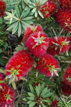 Little John Dwarf Red Bottlebrush (Callistemon Citinus) - 1 Gallon Pot -Outlet Drip Mingle Store Bottlebrush Little John 4