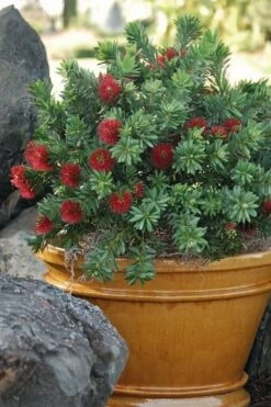 Little John Dwarf Red Bottlebrush (Callistemon Citinus) - 1 Gallon Pot -Outlet Drip Mingle Store Bottlebrush Little John 9