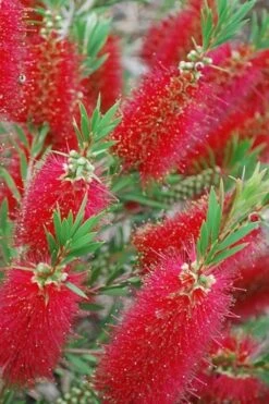 Red Cluster Bottlebrush Tree - 3 Gallon Pot 11 Red Cluster Bottlebrush Tree - 3 Gallon Pot -Outlet Drip Mingle Store Bottlebrush Red Cluster 500x750 2