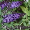 Pugster Blue Butterfly Bush - Buddleia - 2 Gallon Pot