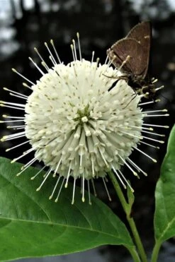 Buttonbush (Cephalanthus Occidentalis) - 3 Pack Of 1.5 Quart Pots -Outlet Drip Mingle Store Buttonbush 3 1