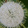 Buttonbush (Cephalanthus Occidentalis) - 3 Gallon Pot 2 Buttonbush (Cephalanthus Occidentalis) - 3 Gallon Pot -Outlet Drip Mingle Store Buttonbush 4