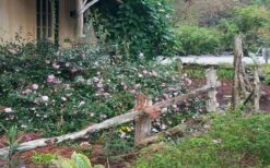 Sarrel Dwarf Camellia Sasanqua - 3 Gallon Pot 9 Sarrel Dwarf Camellia Sasanqua - 3 Gallon Pot -Outlet Drip Mingle Store Camellia Sarrel 5