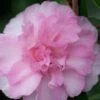 Sarrel Dwarf Camellia Sasanqua - 3 Gallon Pot -Outlet Drip Mingle Store Camellia Sorrel 1